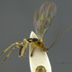 Aleiodes shakirae, the Shakira wasp.